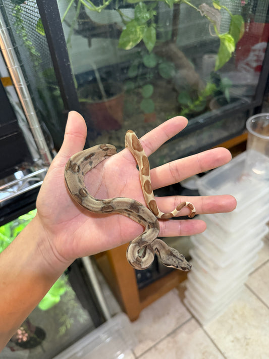 BOA COLOMBIANA Hypo poss
Super Hypo Het Anery 50%
Het Albino Khal Macho