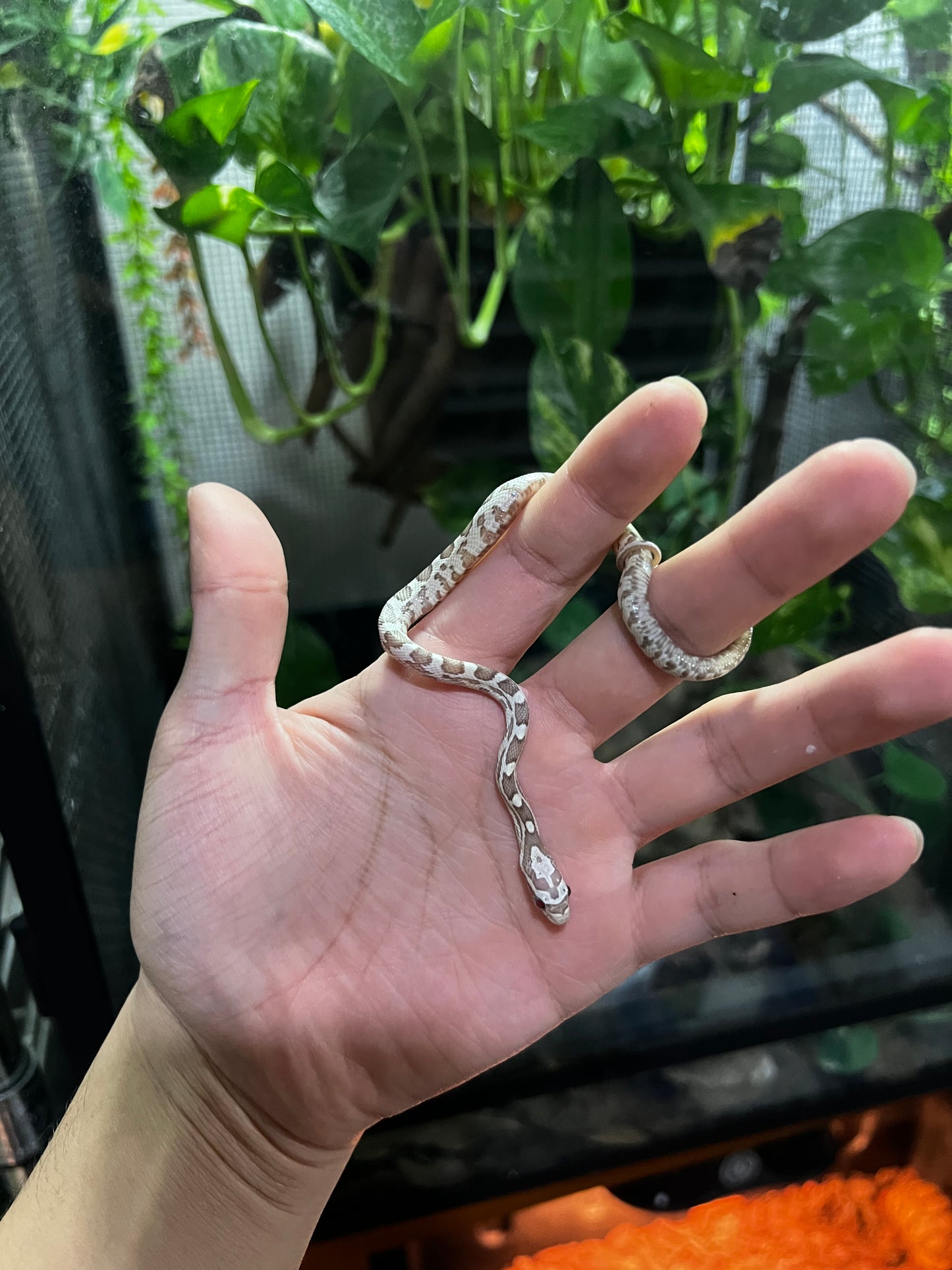 SERPIENTE MAICERA GHOST MACHO 1