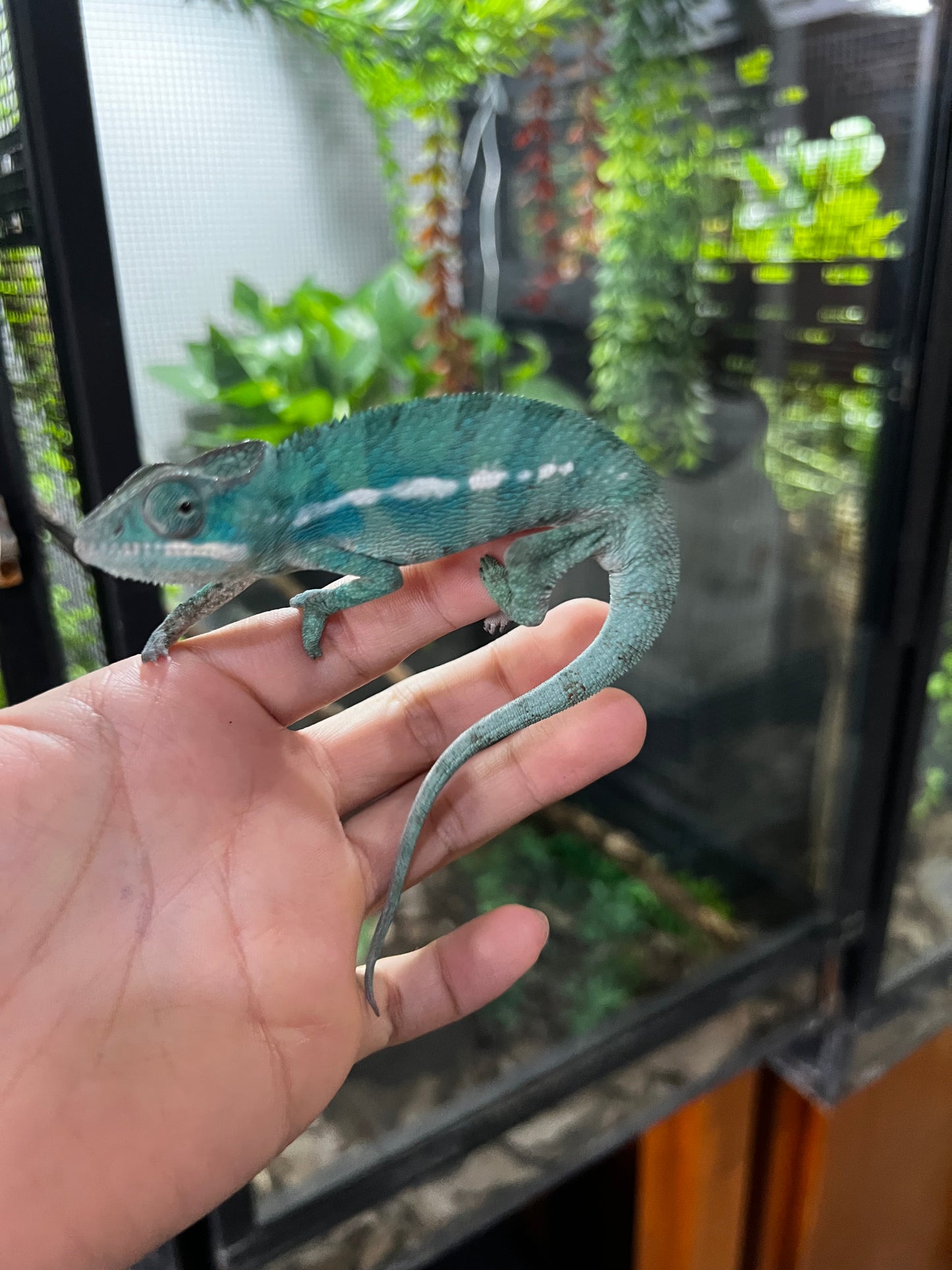 PANTERA AMBILOBE MACHO JUVENIL