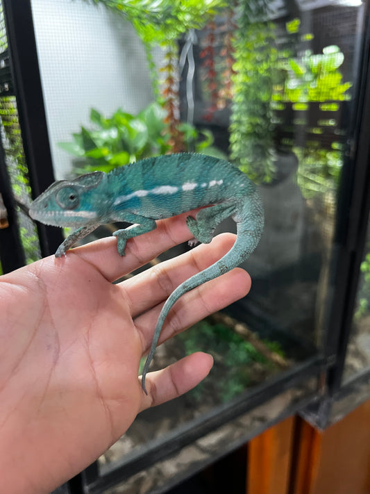 PANTERA AMBILOBE MACHO JUVENIL