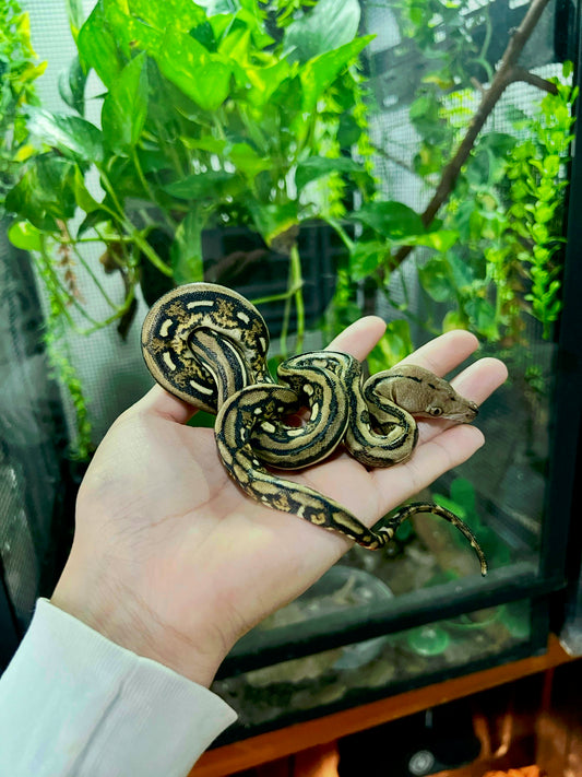 PITON RETICULADA TIGER 100% HET PIED HEMBRA 50cm aprox. 04-07