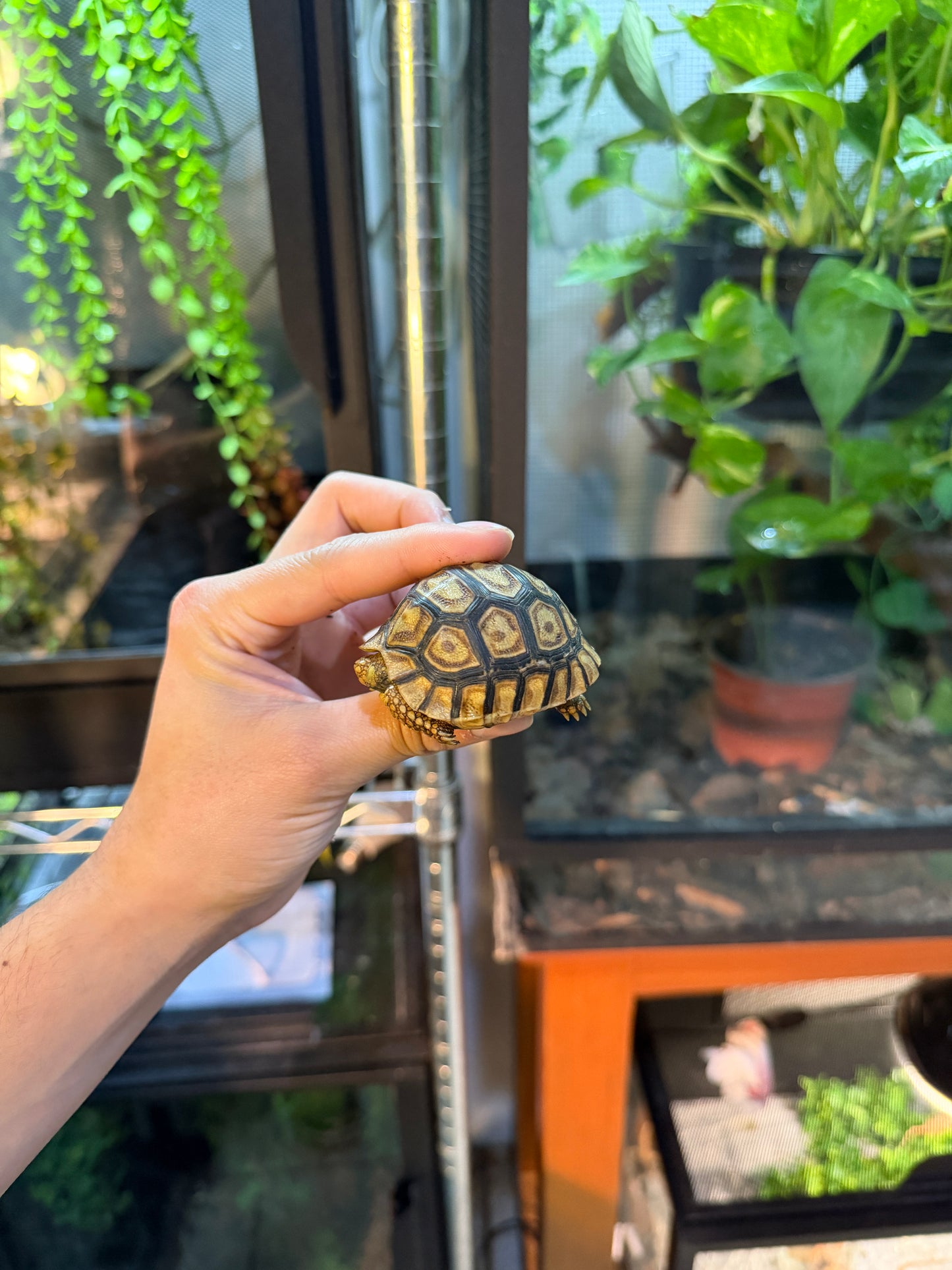 TORTUGA LEOPARDO 6 (Stigmochelys pardalis) CITES2025