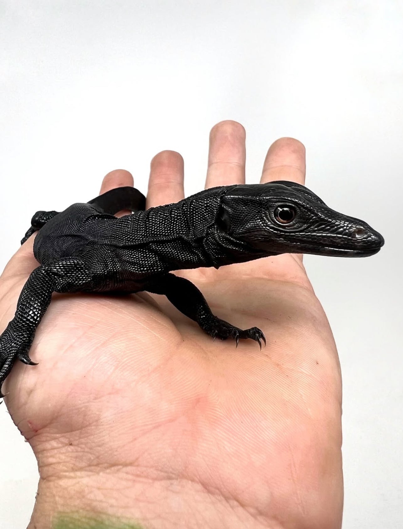 BLACK DRAGÓN