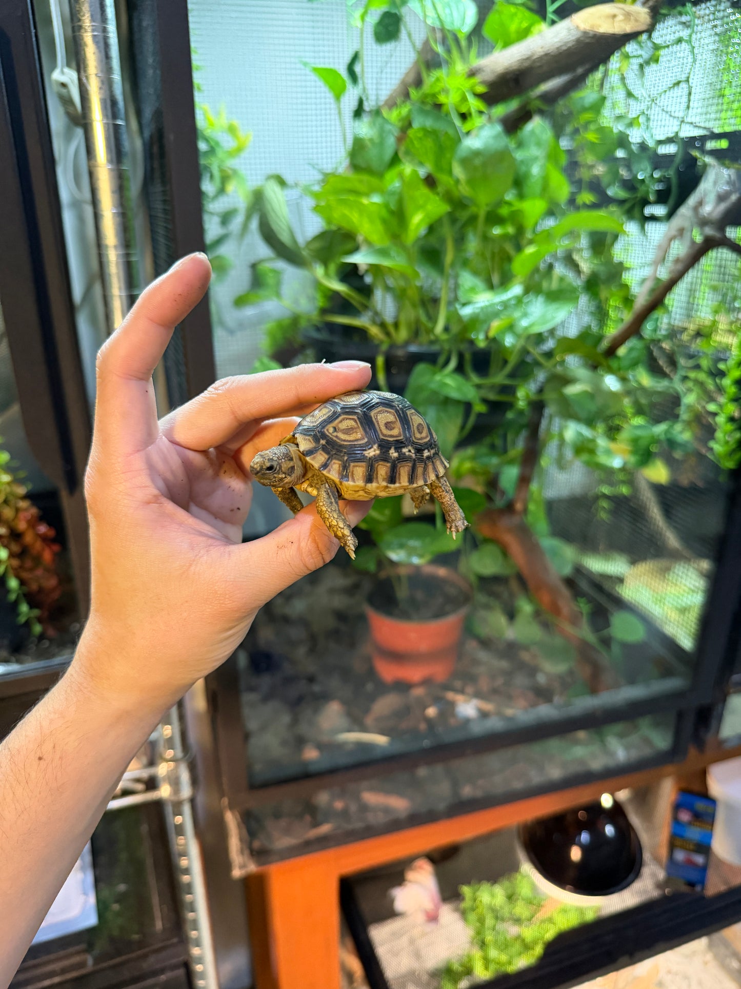 TORTUGA LEOPARDO 8 (Stigmochelys pardalis) CITES2025