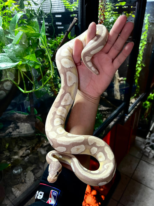 BANANA MOJAVE SUB ADULTO 33