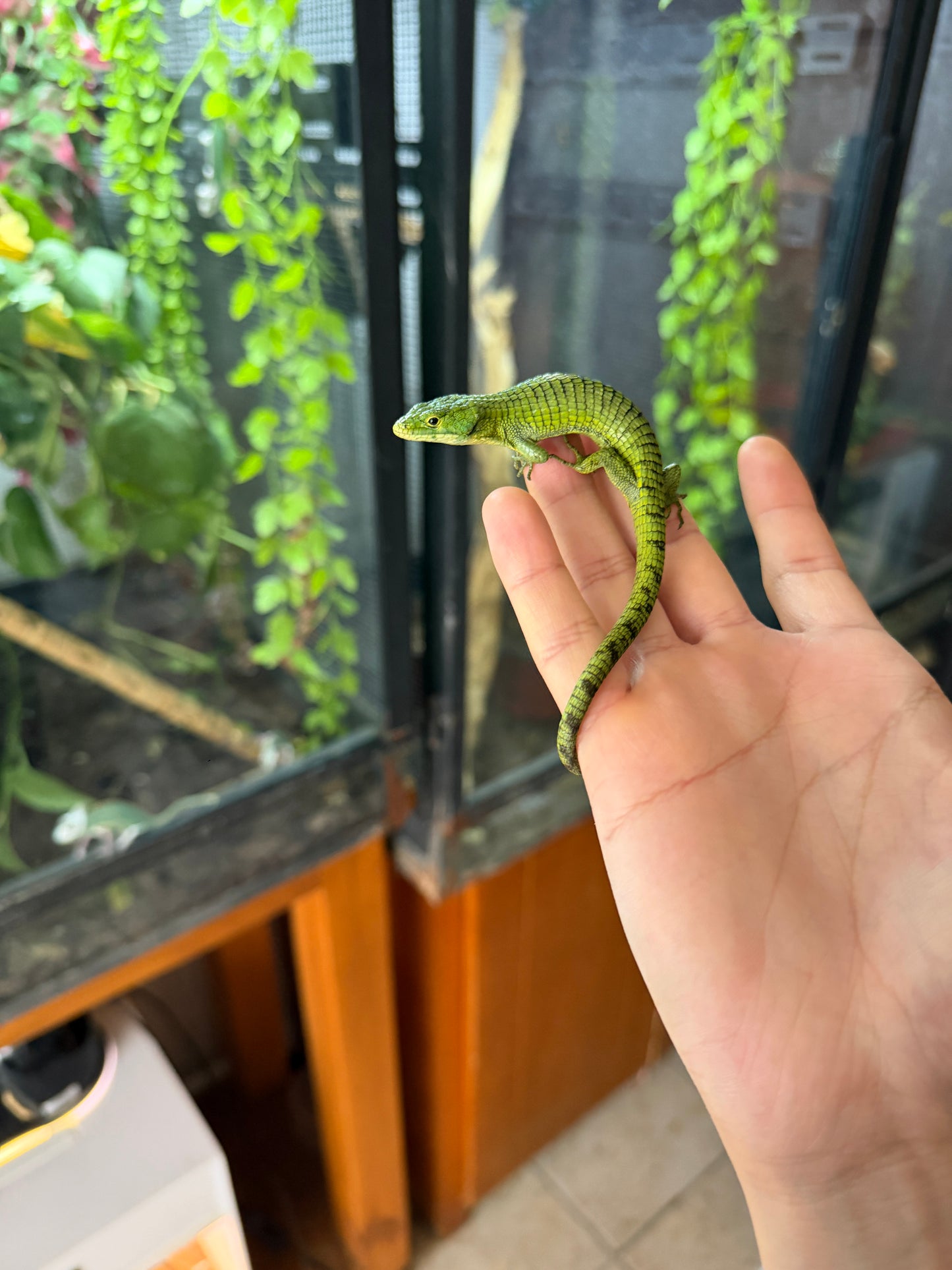 ABRONIA GRAMINEA JUVENIL (NACIDAS EN PIMVS)