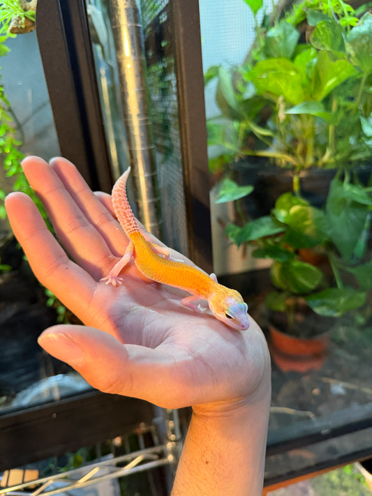 GECKO LEOPARDO TYPHOON 109