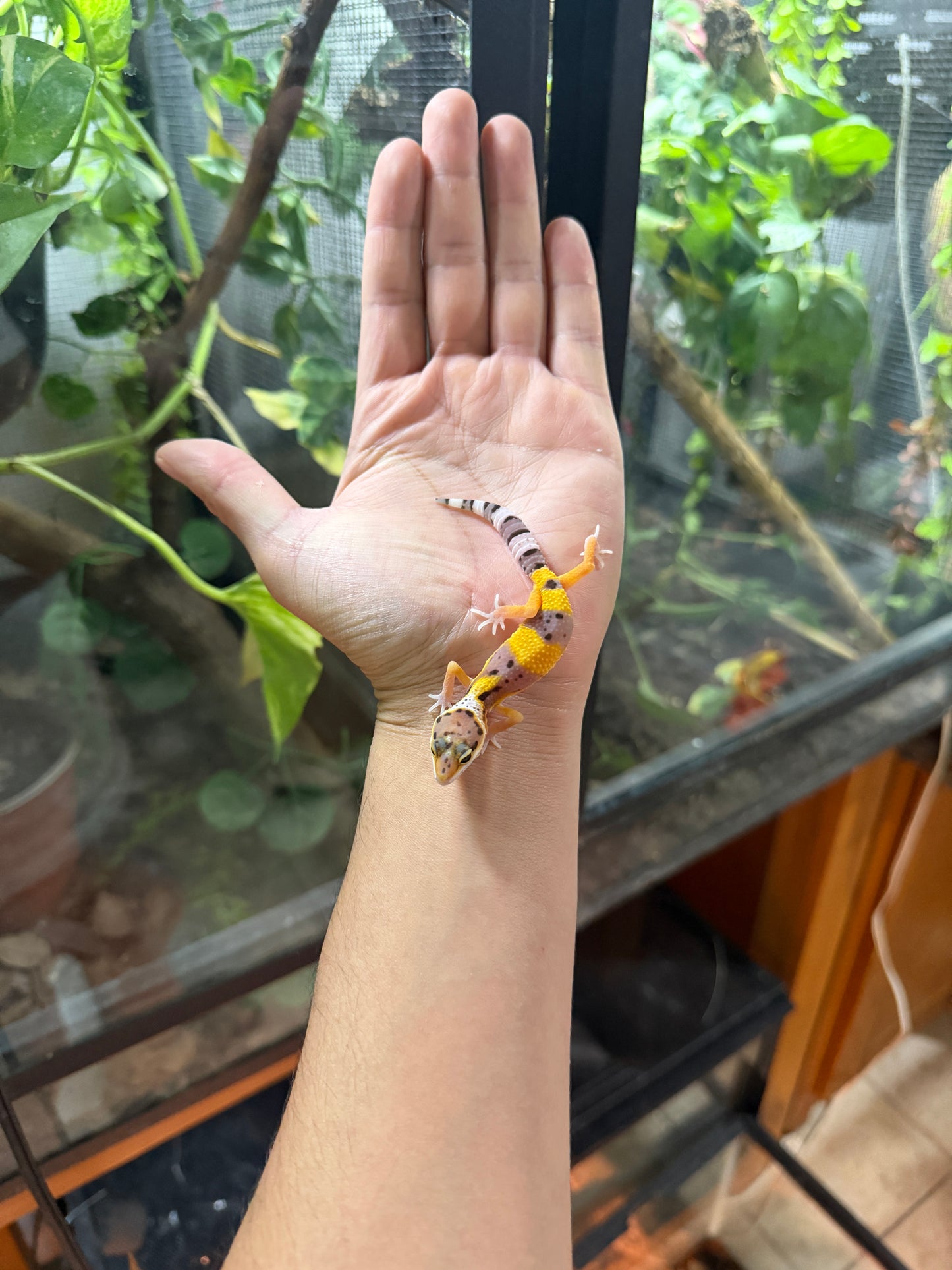 GECKO LEOPARDO HIGH YELLOW POSS HET TYPHOON