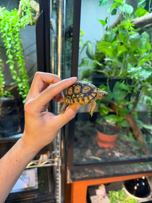 TORTUGA LEOPARDO 8 (Stigmochelys pardalis) CITES2025