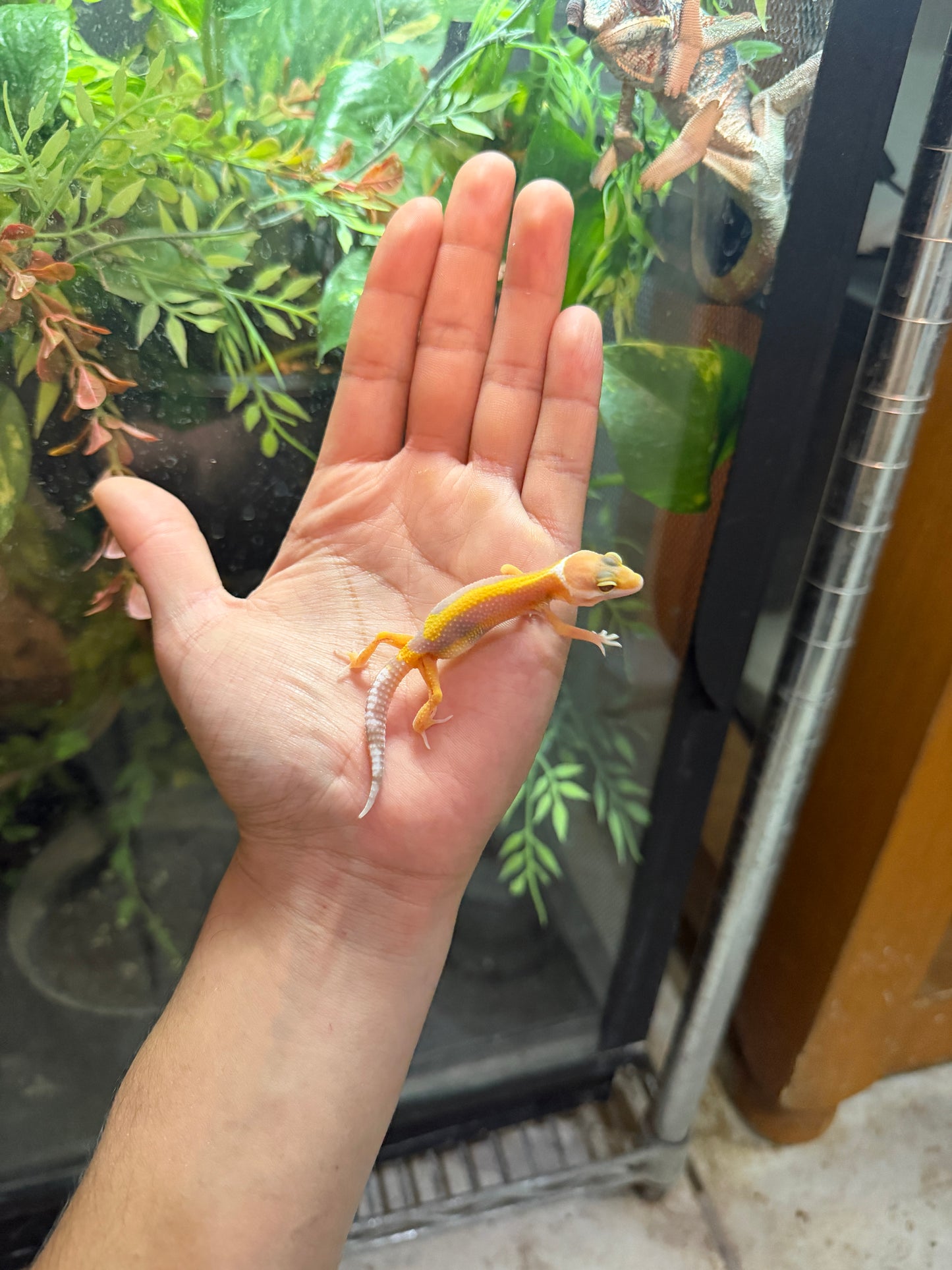GECKO LEOPARDO TANGERINE ALBINO TREMPER HET ECLIPSE