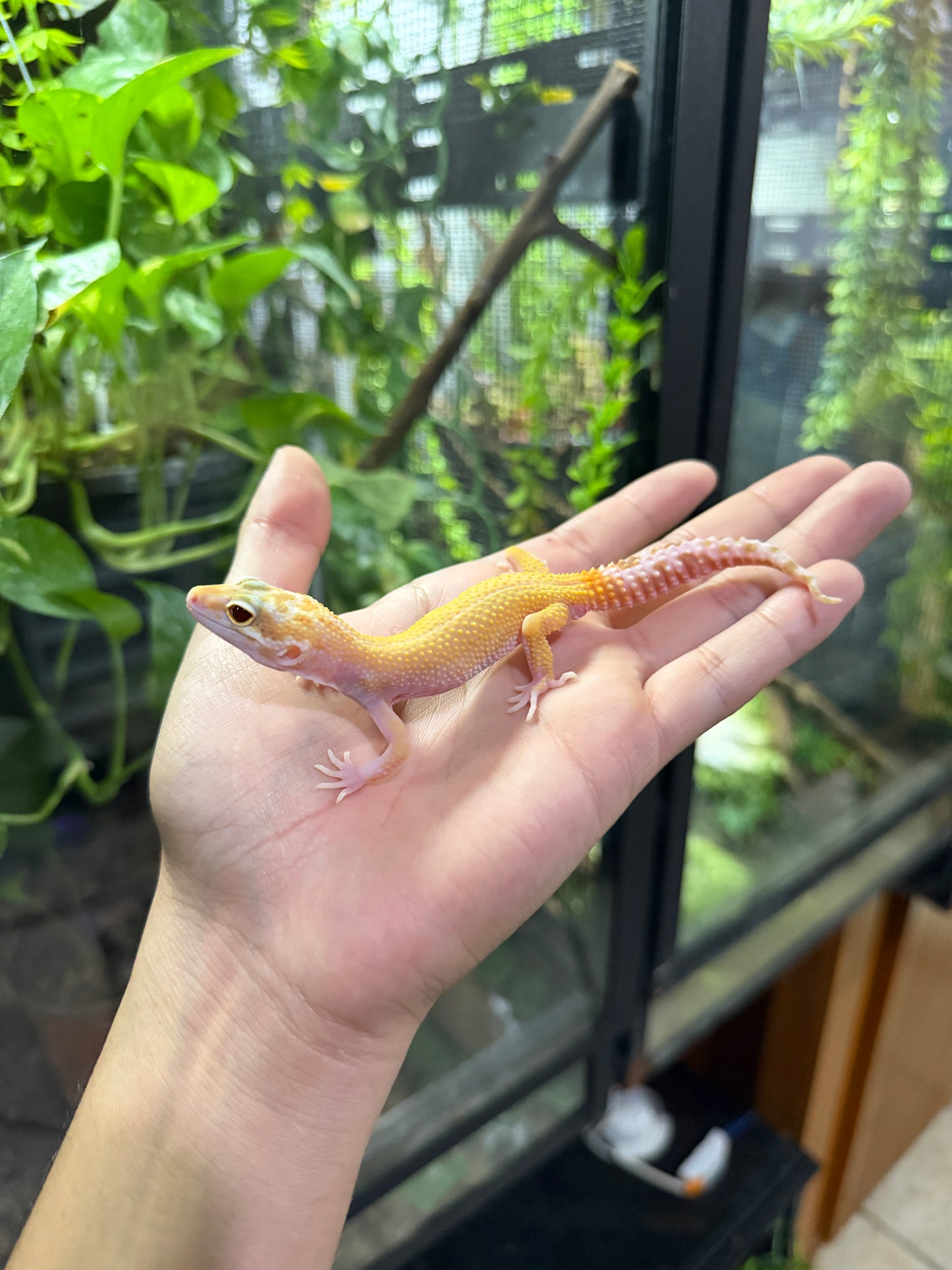 Gecko leopardo RAPTOR 53