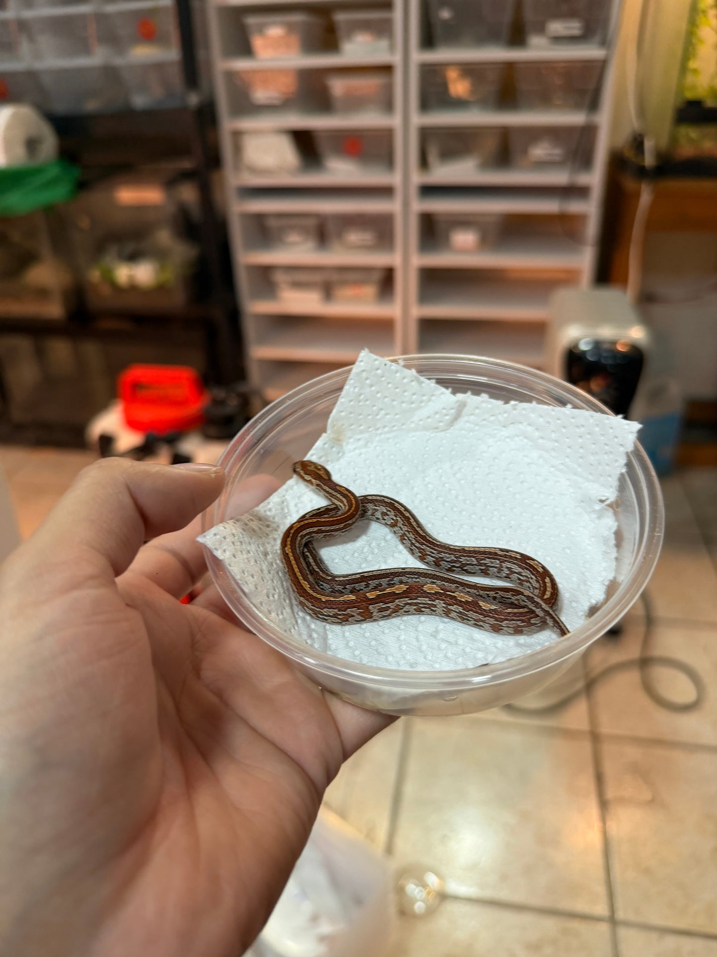SERPIENTE MAICERA TESSERA S/S 3
