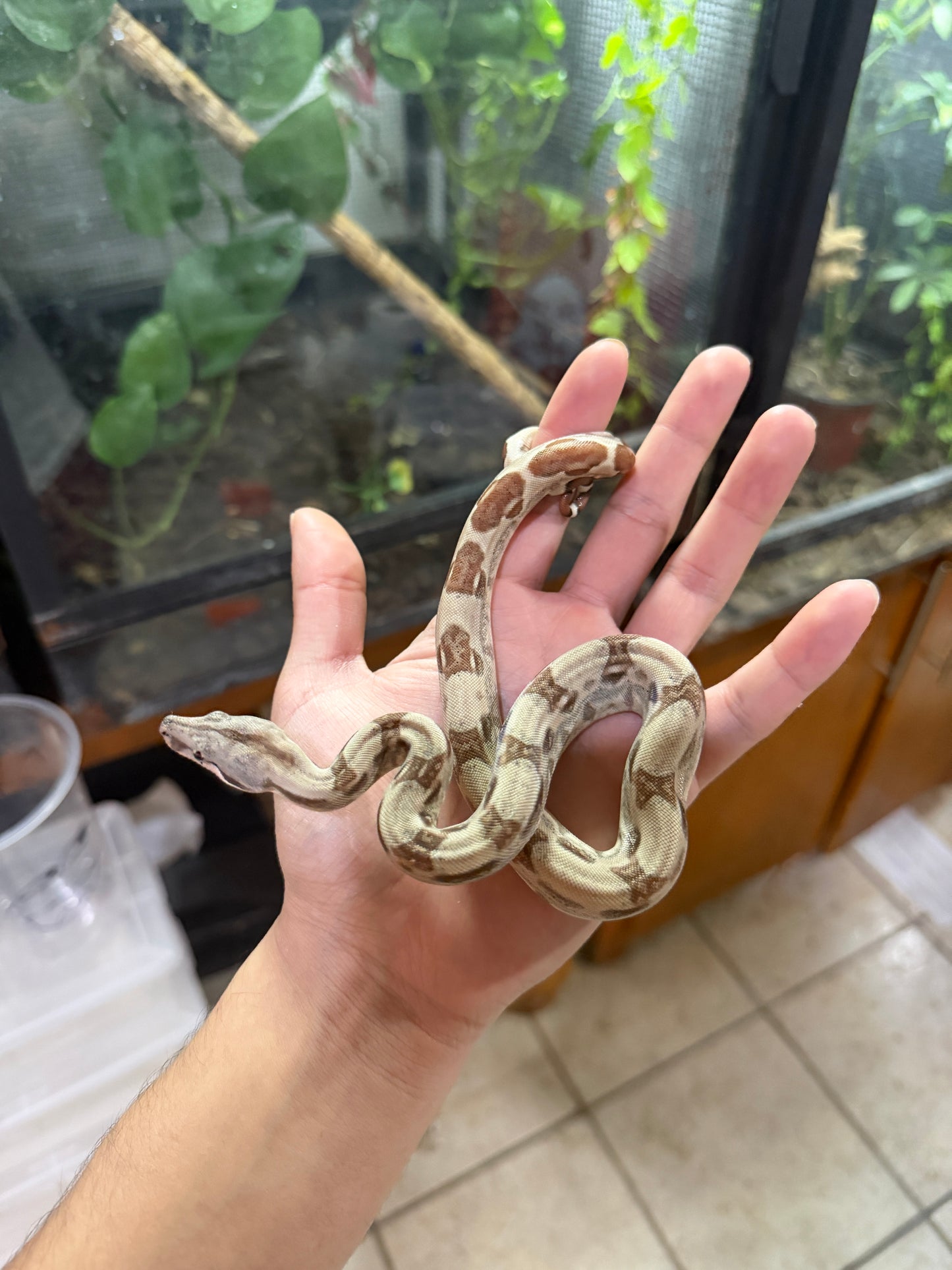 BOA COLOMBIANA HYPO HET ANERY 50% HET ALBINO KHAL HEMBRA