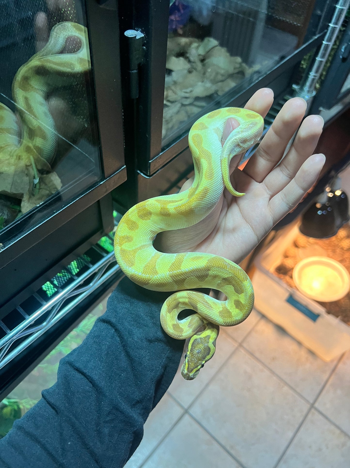 PITÓN BOLA CYPRESS MOJAVE ENCHI ORANGE DREAM HEMBRA 17