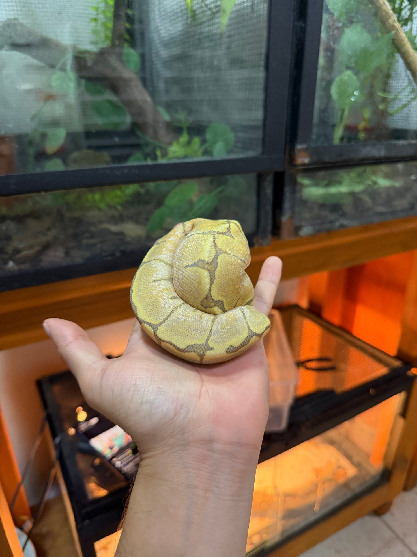 PITÓN BOLA SPIDER FIRE HYPO HEMBRA 3