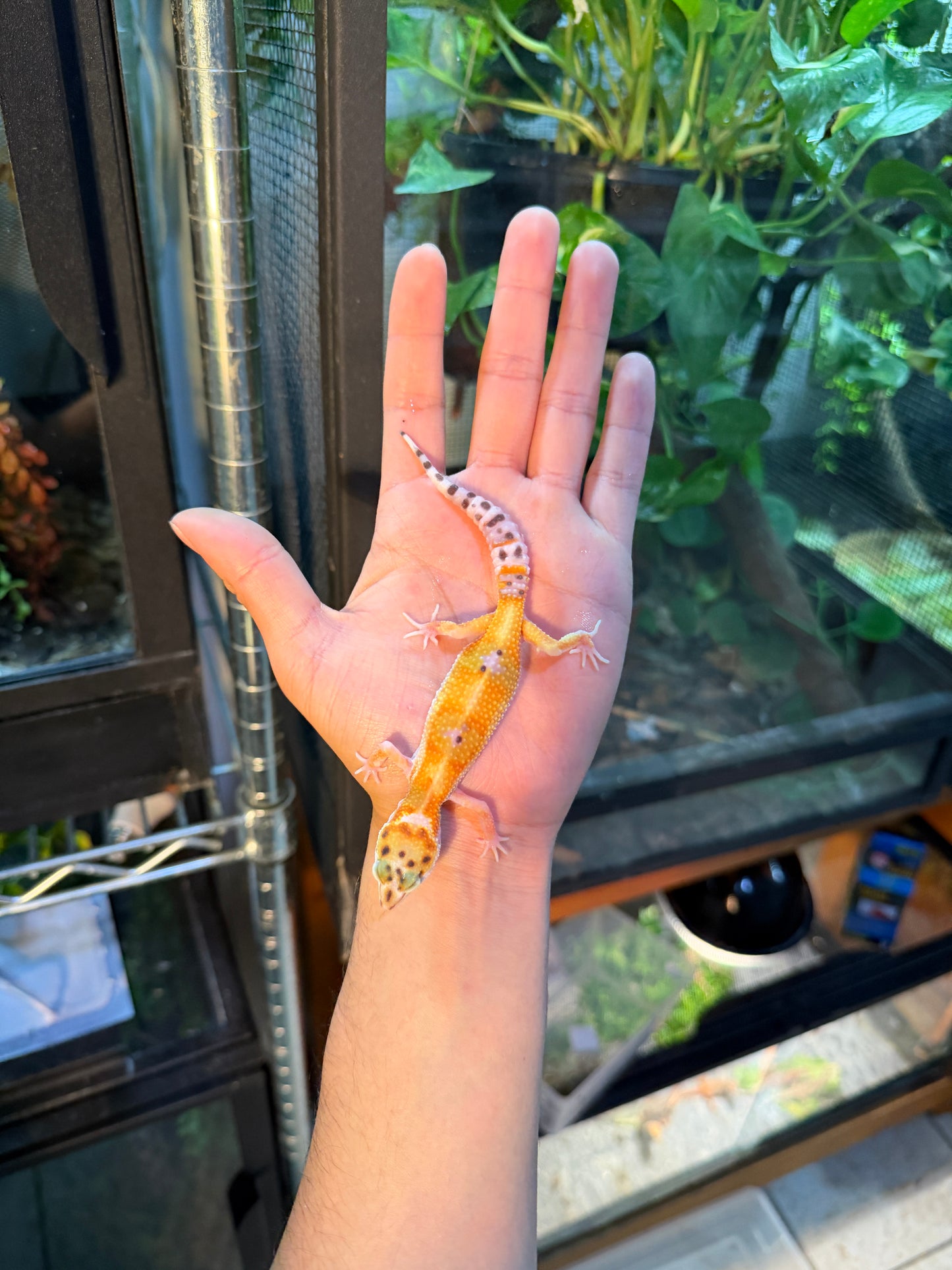 GECKO LEOPARDO TANGERINE WY HET TREMPER 113