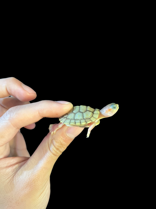 TORTUGAS OREJAS ROJAS CARAMEL PINK