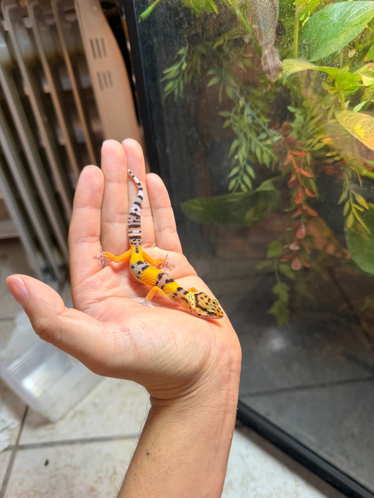 GECKO LEOPARDO HIGH YELLOW POSS HET RAINWATER INCUBADO PARA HEMBRA 224