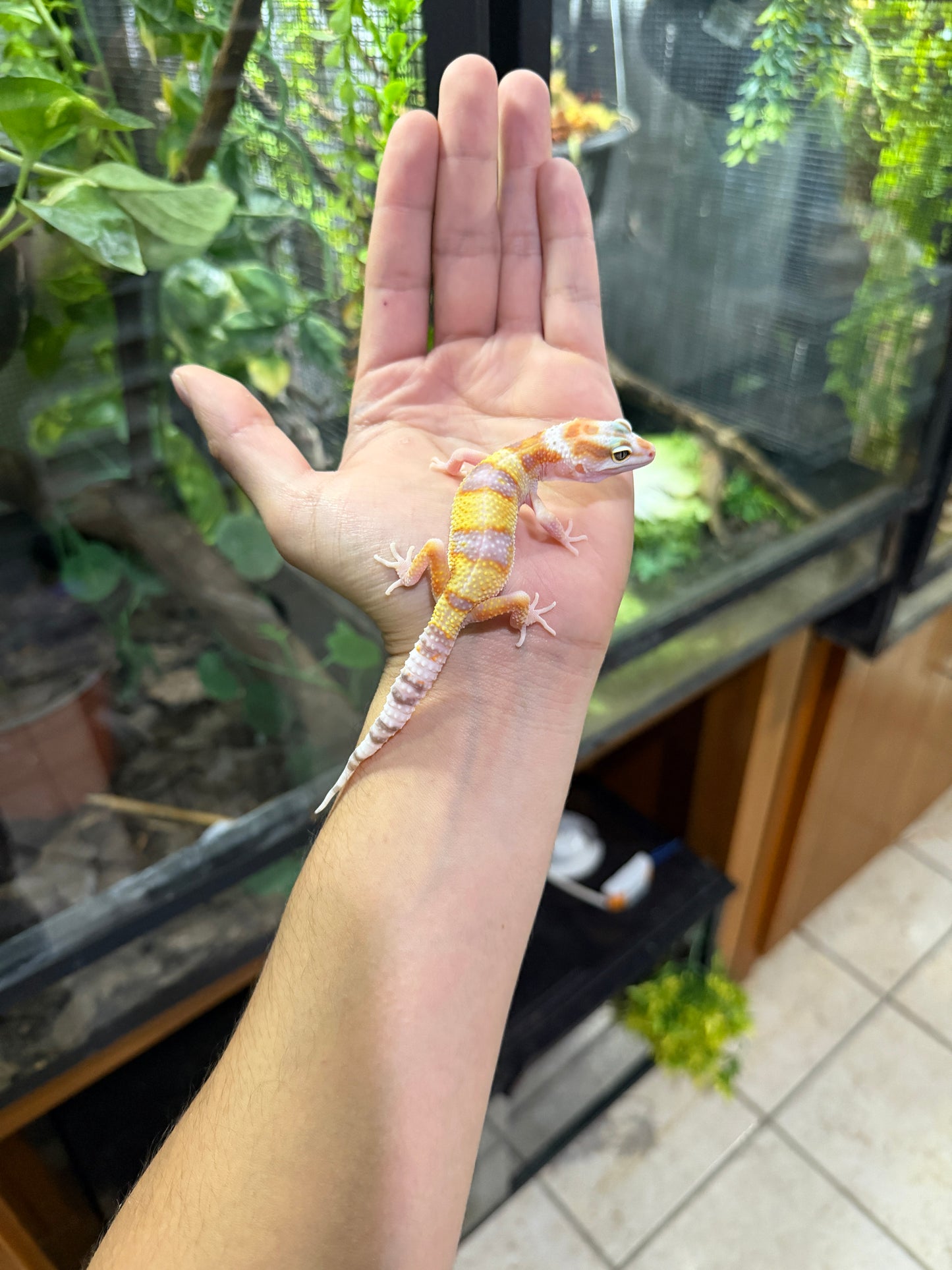 Gecko leopardo SUNGLOW 47