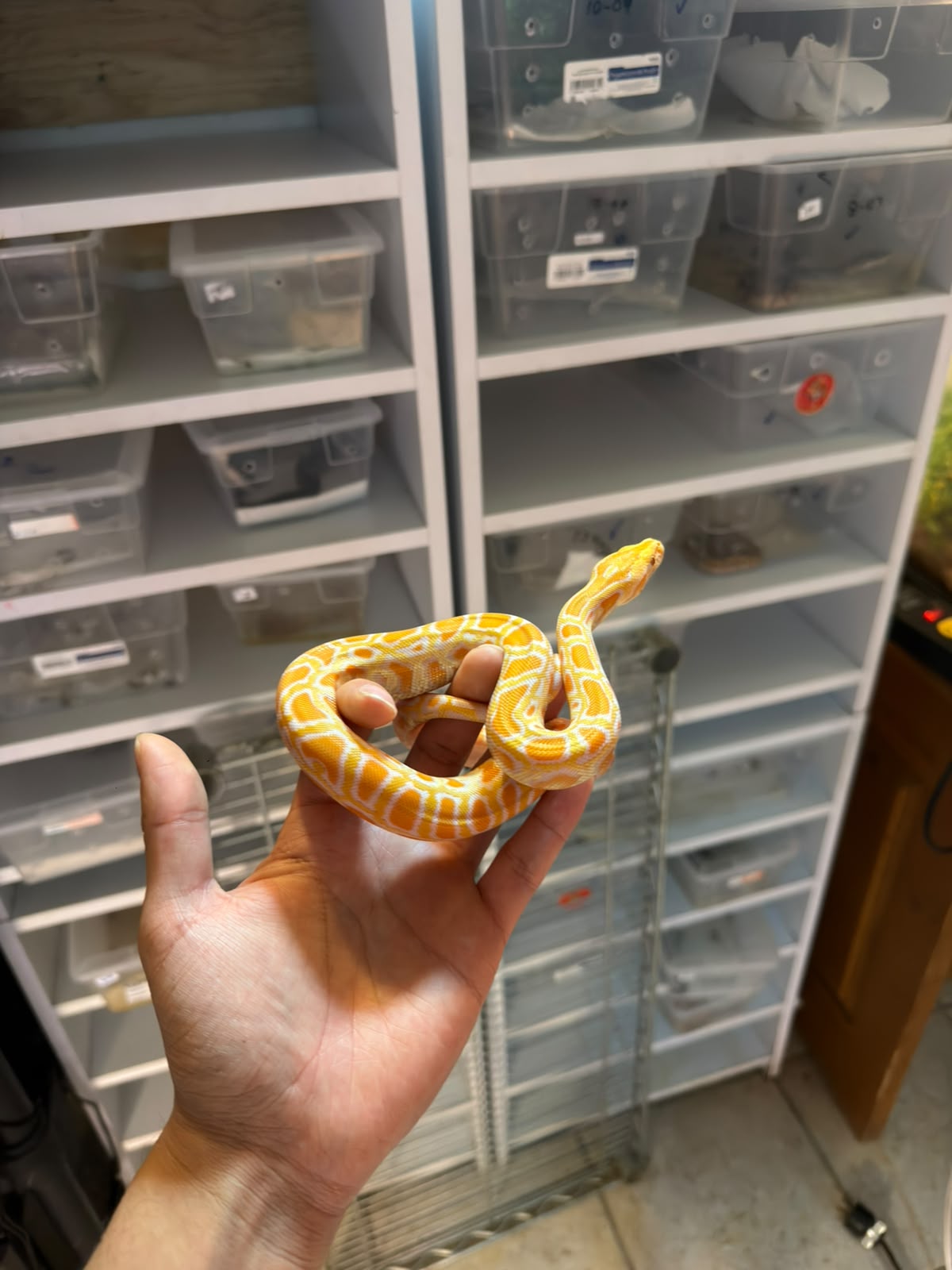 PITÓN BURMÉS ALBINO HET GRANITO MACHO