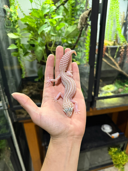 Gecko leopardo RAPTOR S/s 8.