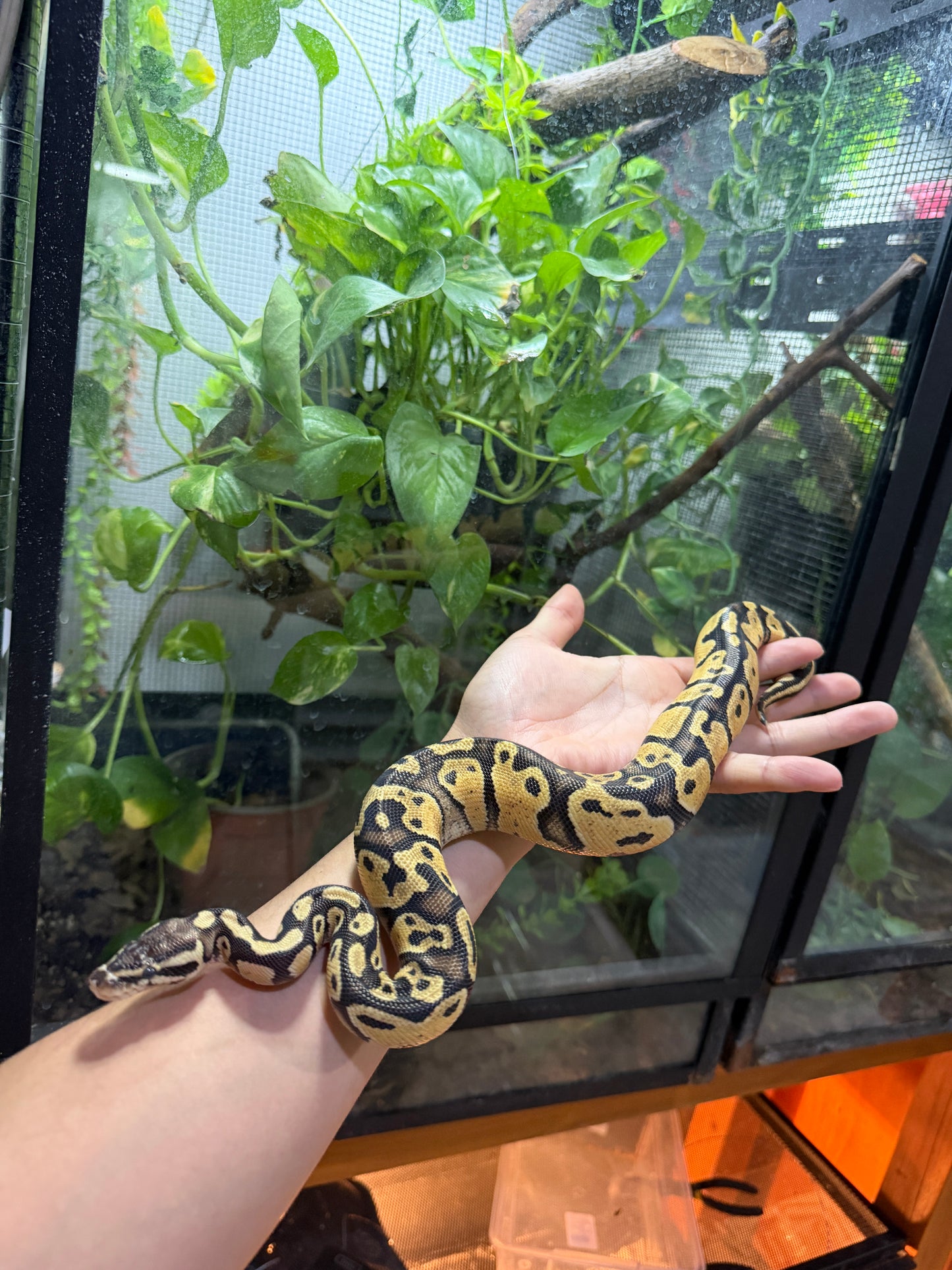 PITÓN BOLA PASTEL 66% HET PIED MACHO 10