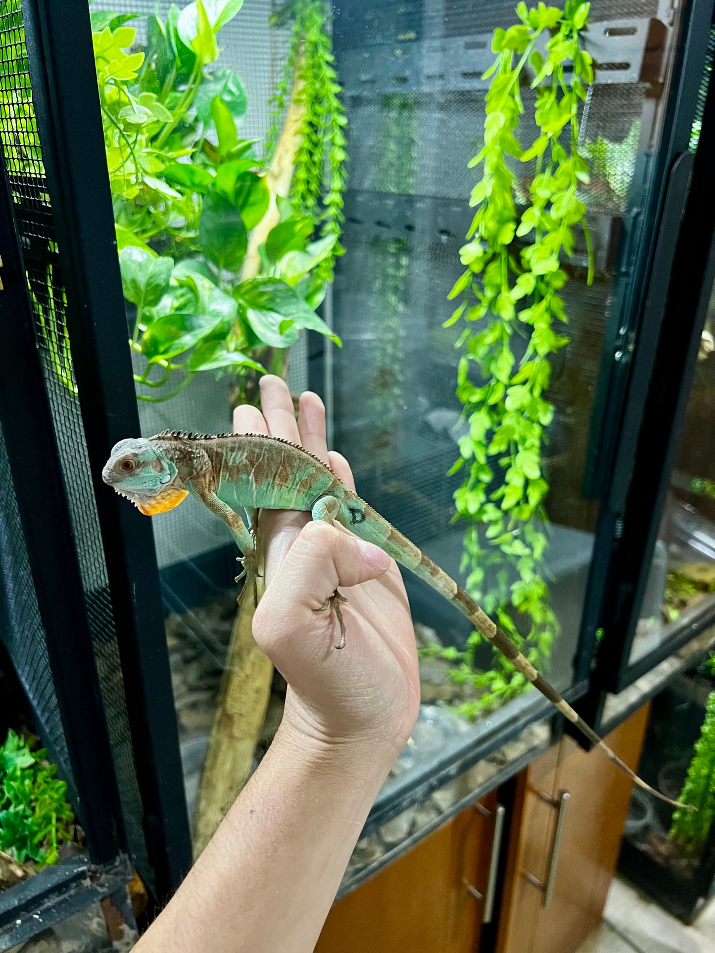 IGUANA AXHANTIC RED 2025