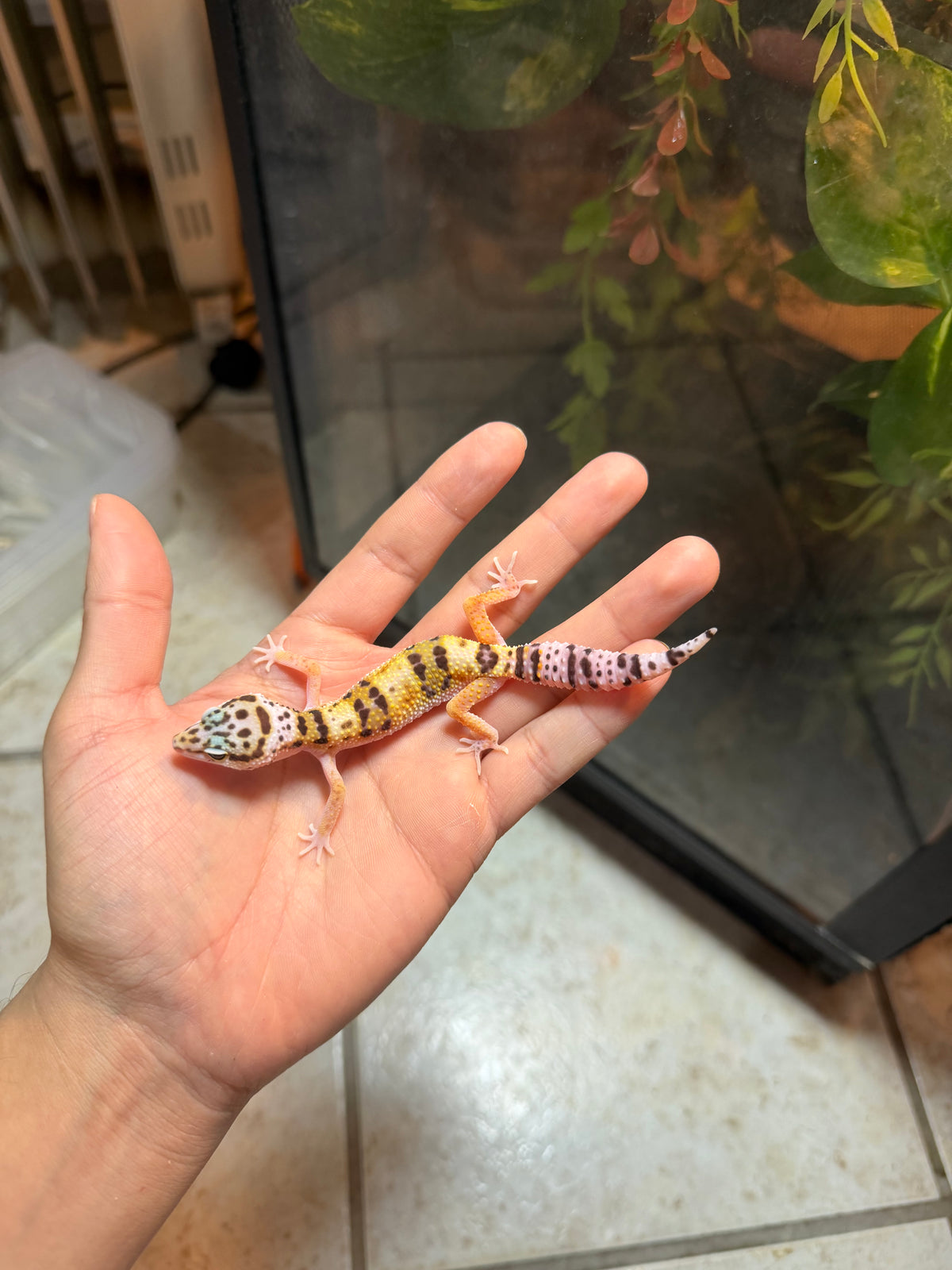 GECKO LEOPARDO HIGH YELLOW HET TYPHOON INCUBADO PARA HEMBRA 140