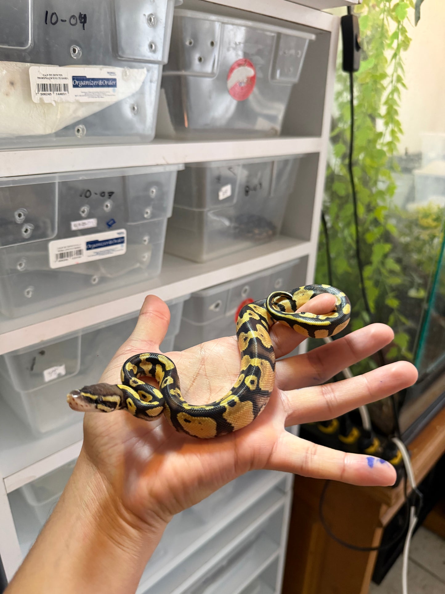 PITÓN BOLA PASTEL HET PIED MACHO 8