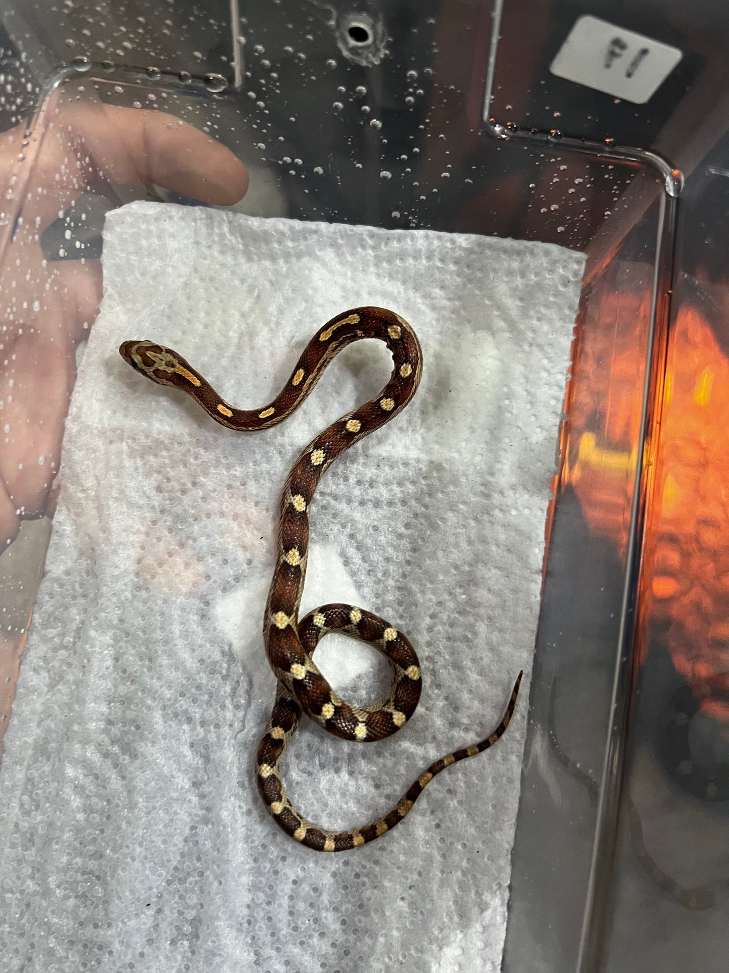 SERPIENTE MAICERA MOTLEY MACHO 17