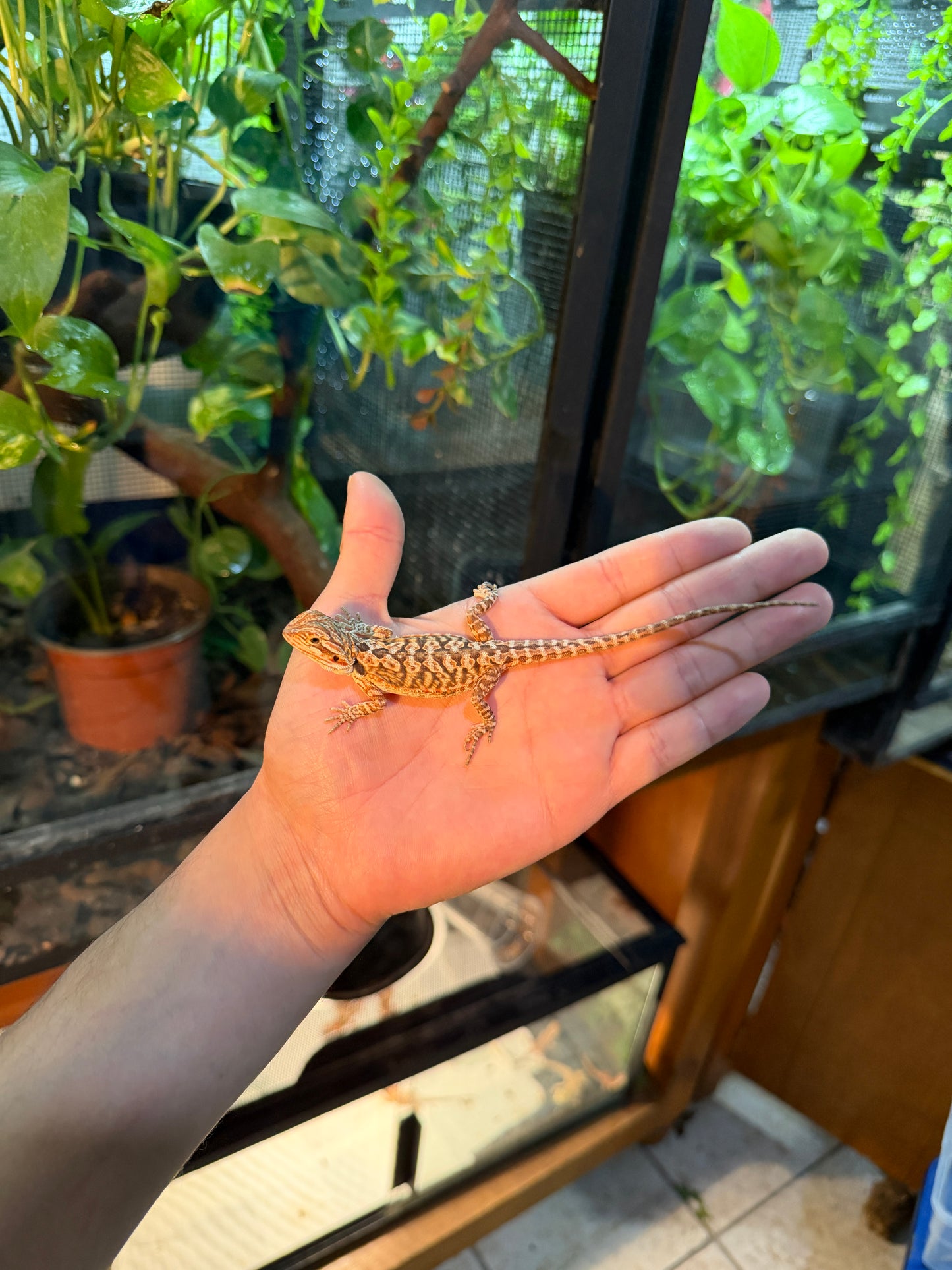 DRAGÓN BARBUDO HYPO LEATHERBACK 7