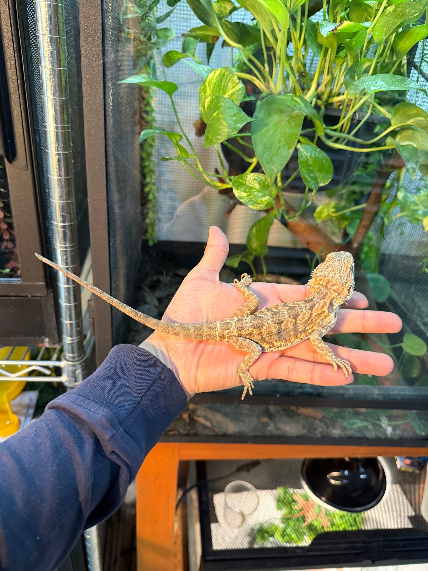Pogona juvenil leatherback