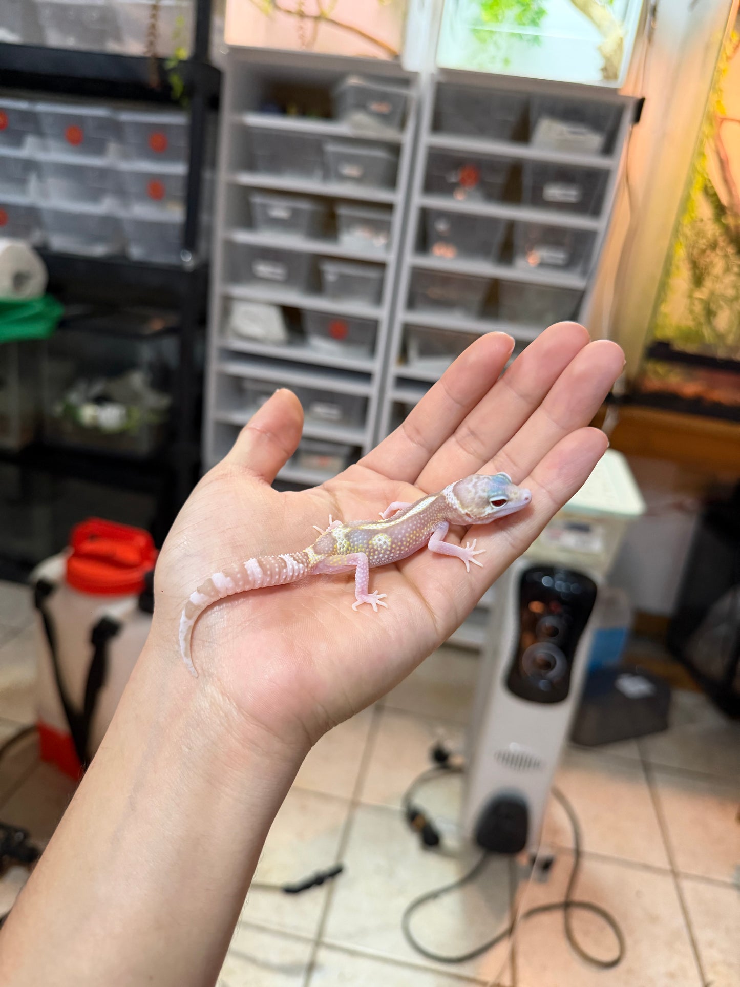 GECKO LEOPARDO MACK SNOW RAPTOR MACHO 051