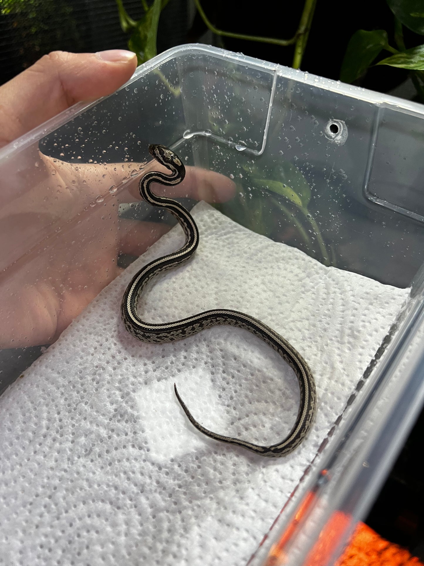 SERPIENTE MAICERA TESSERA ANERY HEMBRA 4