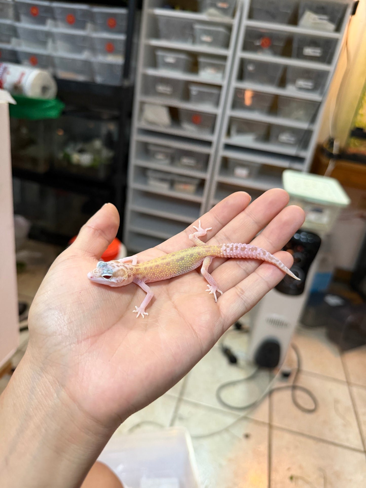 GECKO LEOPARDO MACK SNOW RAPTOR MACHO 034