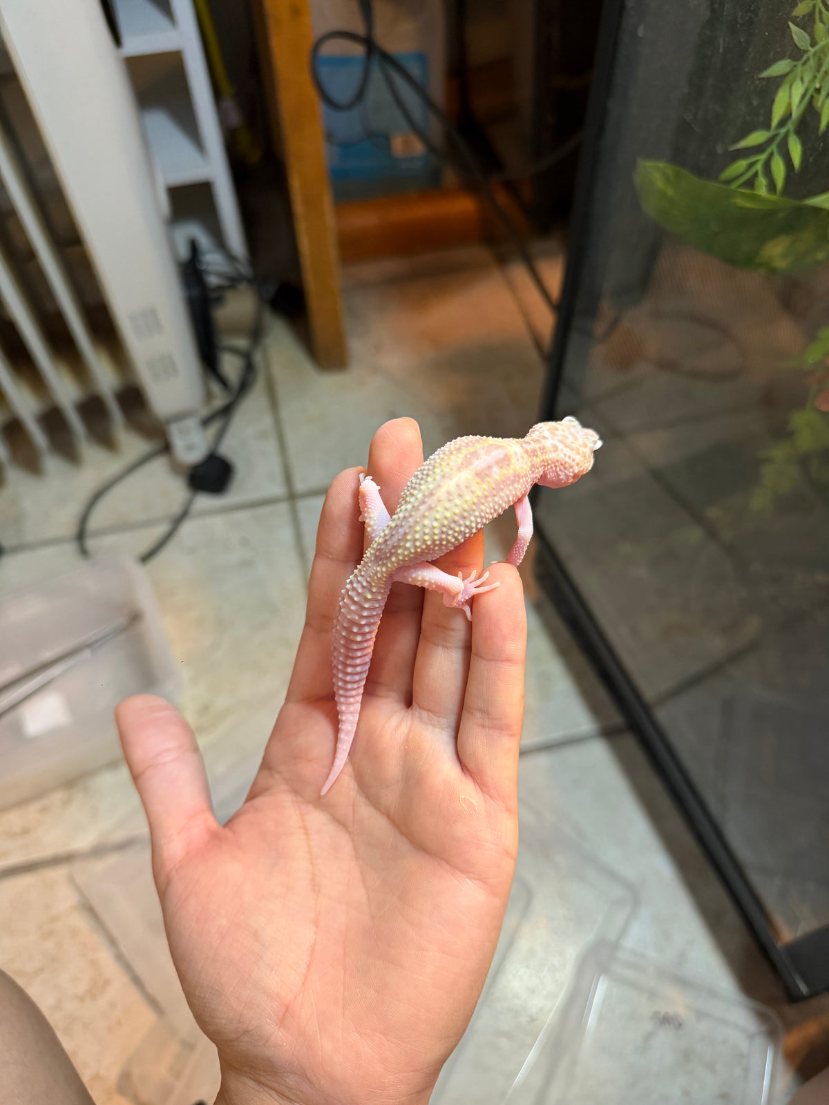 GECKO LEOPARDO MACK SNOW RAPTOR INCUBADO PARA HEMBRA 61