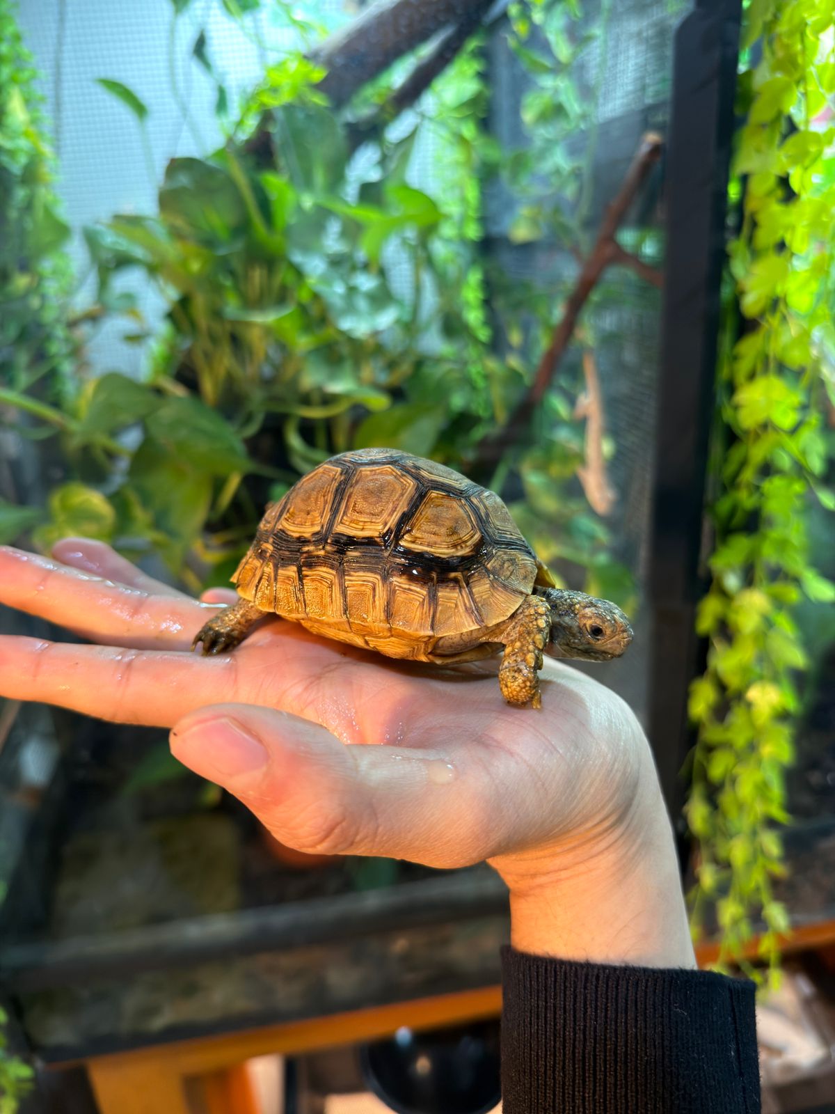 TORTUGA LEOPARDO JUVENIL