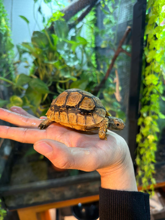 TORTUGA LEOPARDO JUVENIL