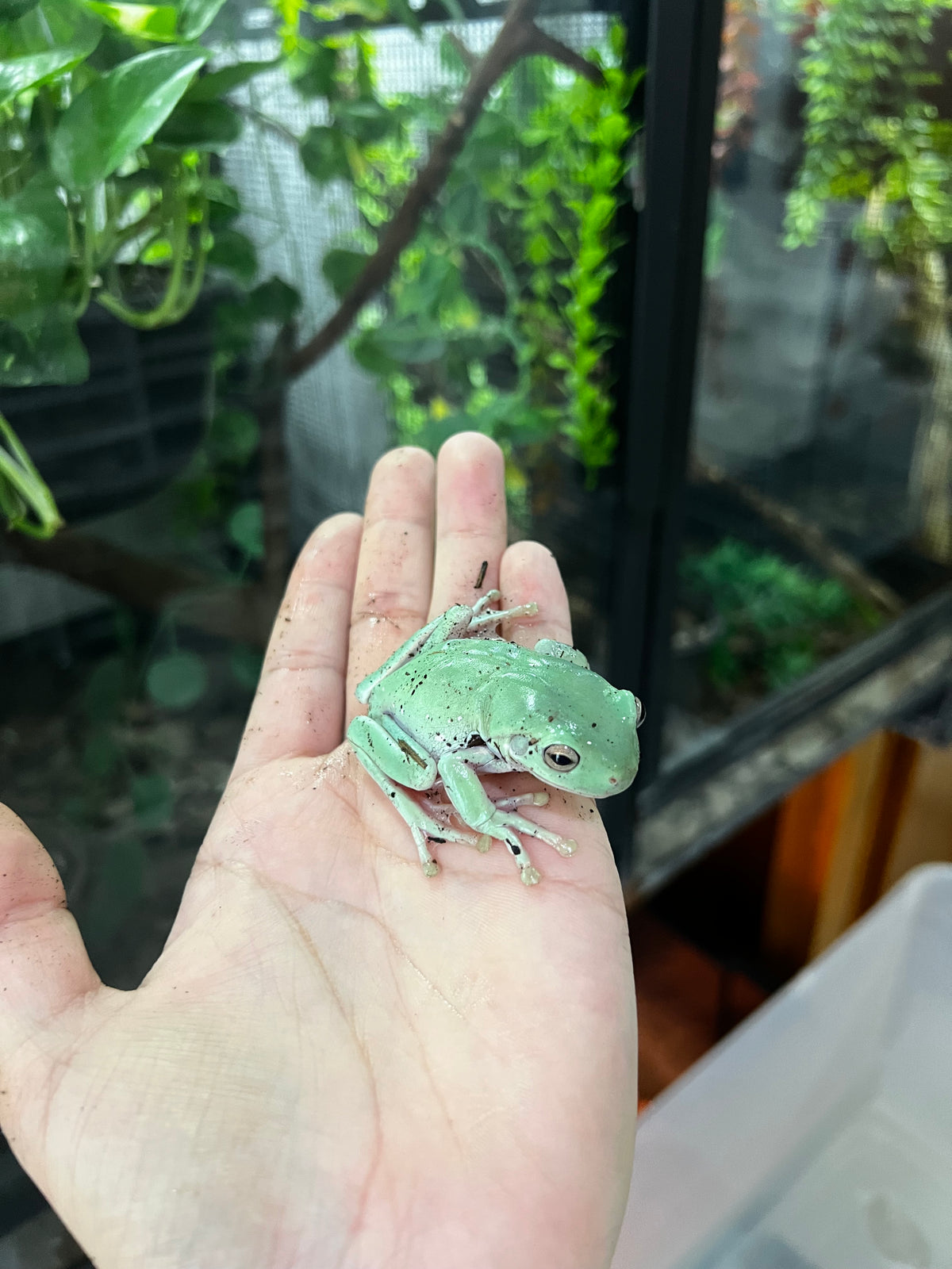 Aa Rana RANA WHITE JUVENIL – Reptile World