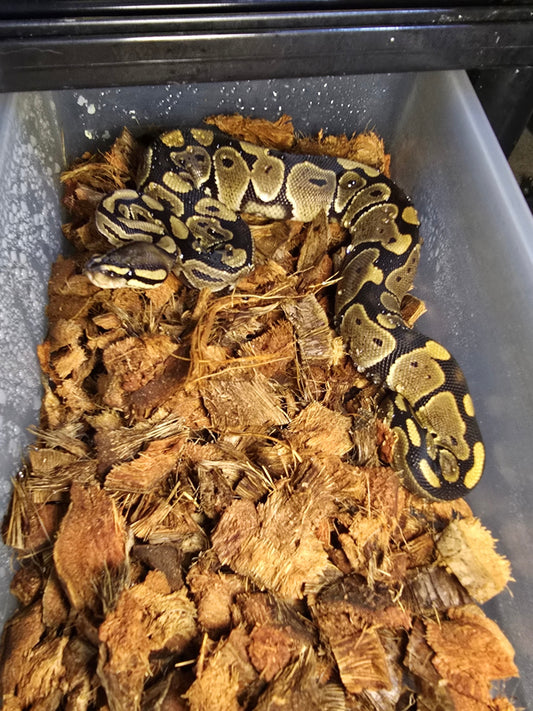 Pitón bola het axanthic 50% het hypo hembra