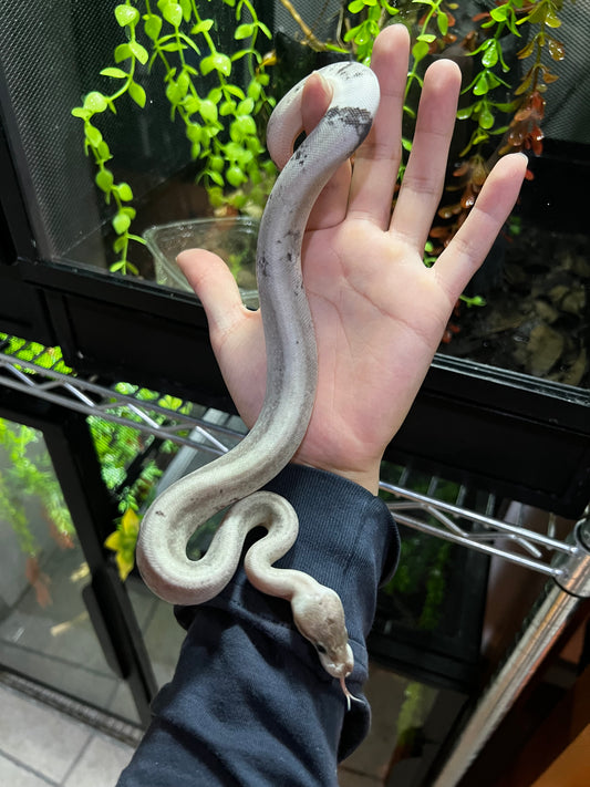 CINNAMOM BP FIREFLY POSS CALICÓ  HEMBRA 39
