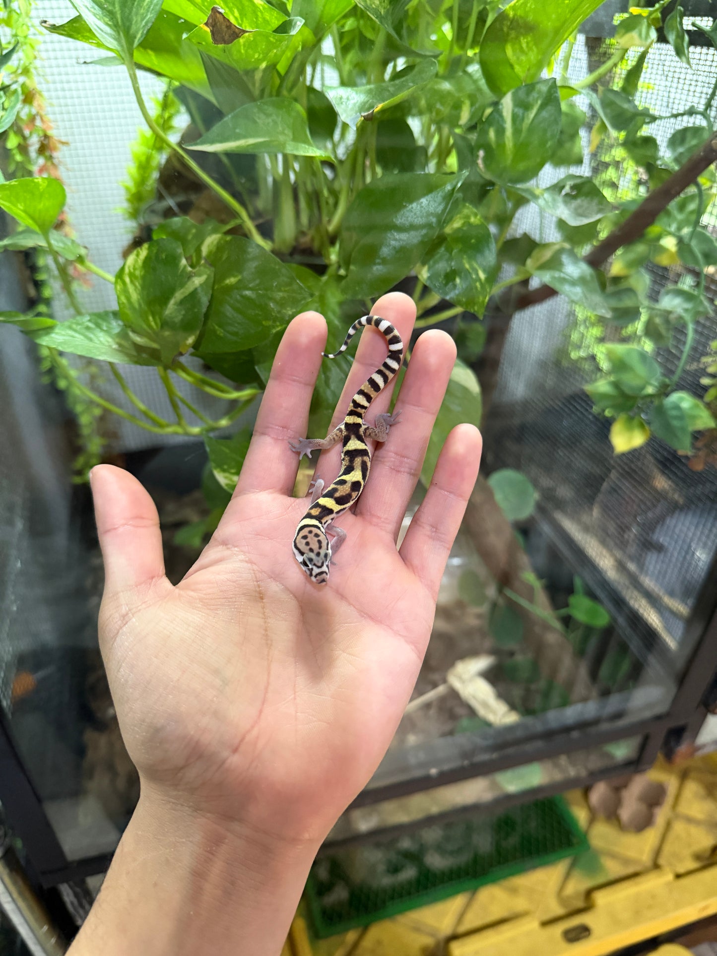 GECKO BANDEADO s/s (Coleonyx mitratus) 1