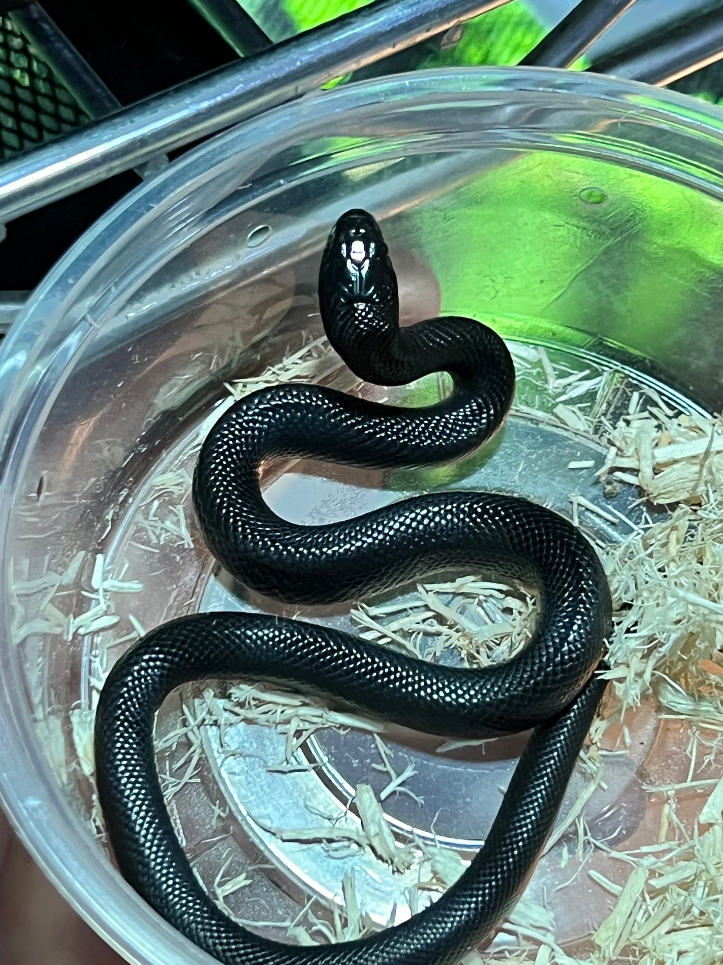 REY NEGRA MEXICANA CBB 46