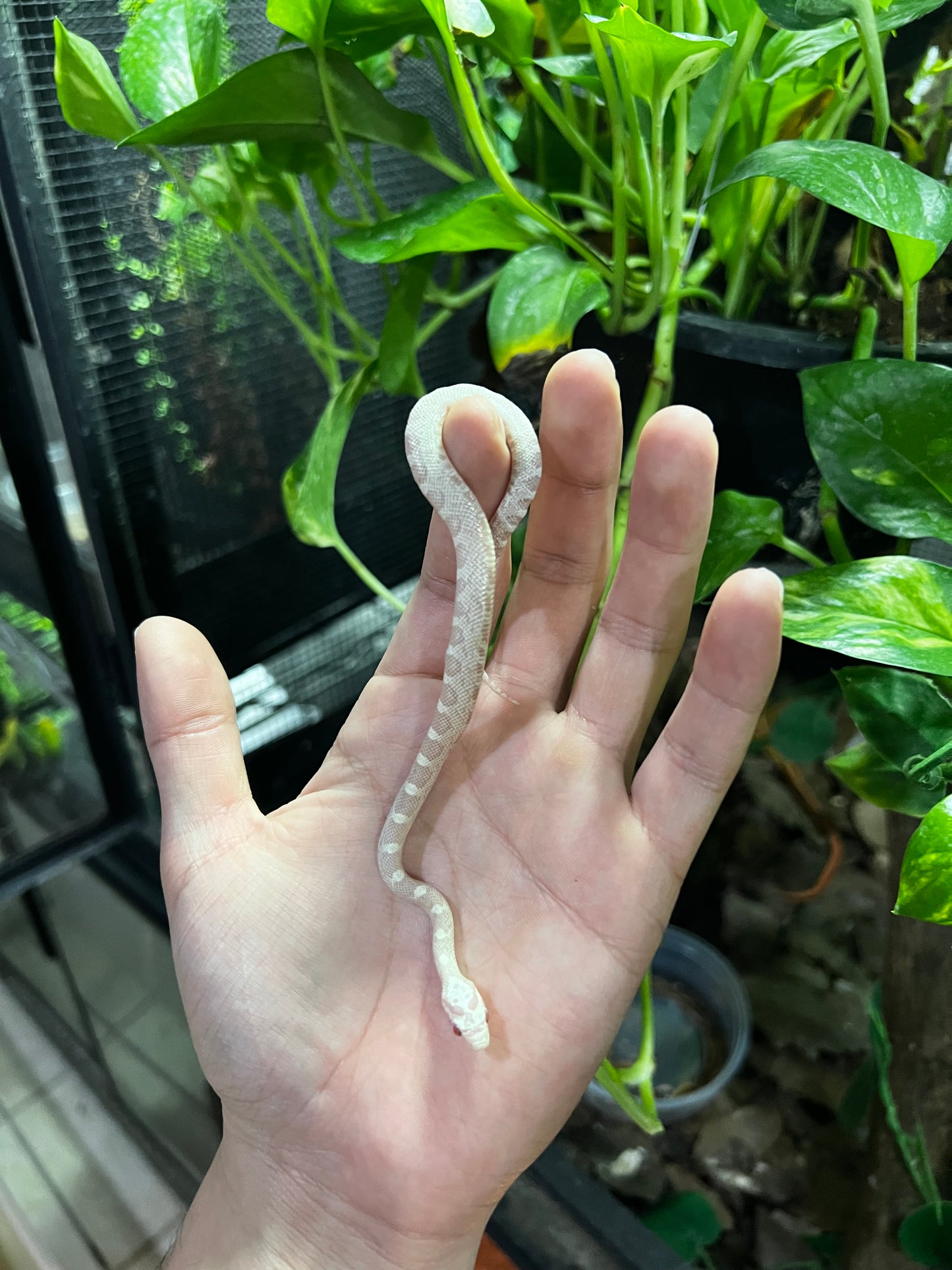 SERPIENTE MAICERA SNOW HEMBRA 38