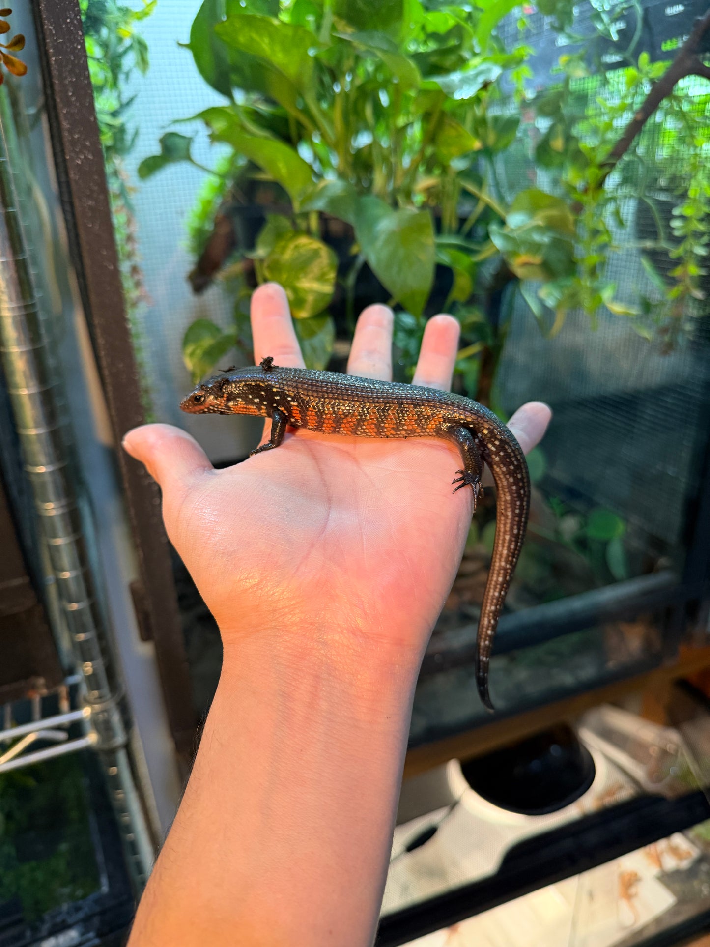 SKINK DE FUEGO 6172 NACIDO EN CAUTIVERIO CON APROVECHAMIENTO EMITIDO POR SEMARNAT