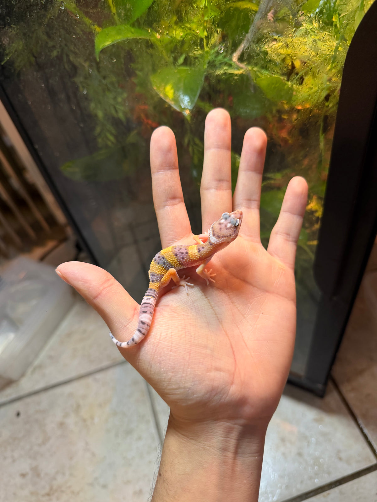 GECKO LEOPARDO HIGH YELLOW POSS HET TYPHOON INCUBADO PARA MACHO 242