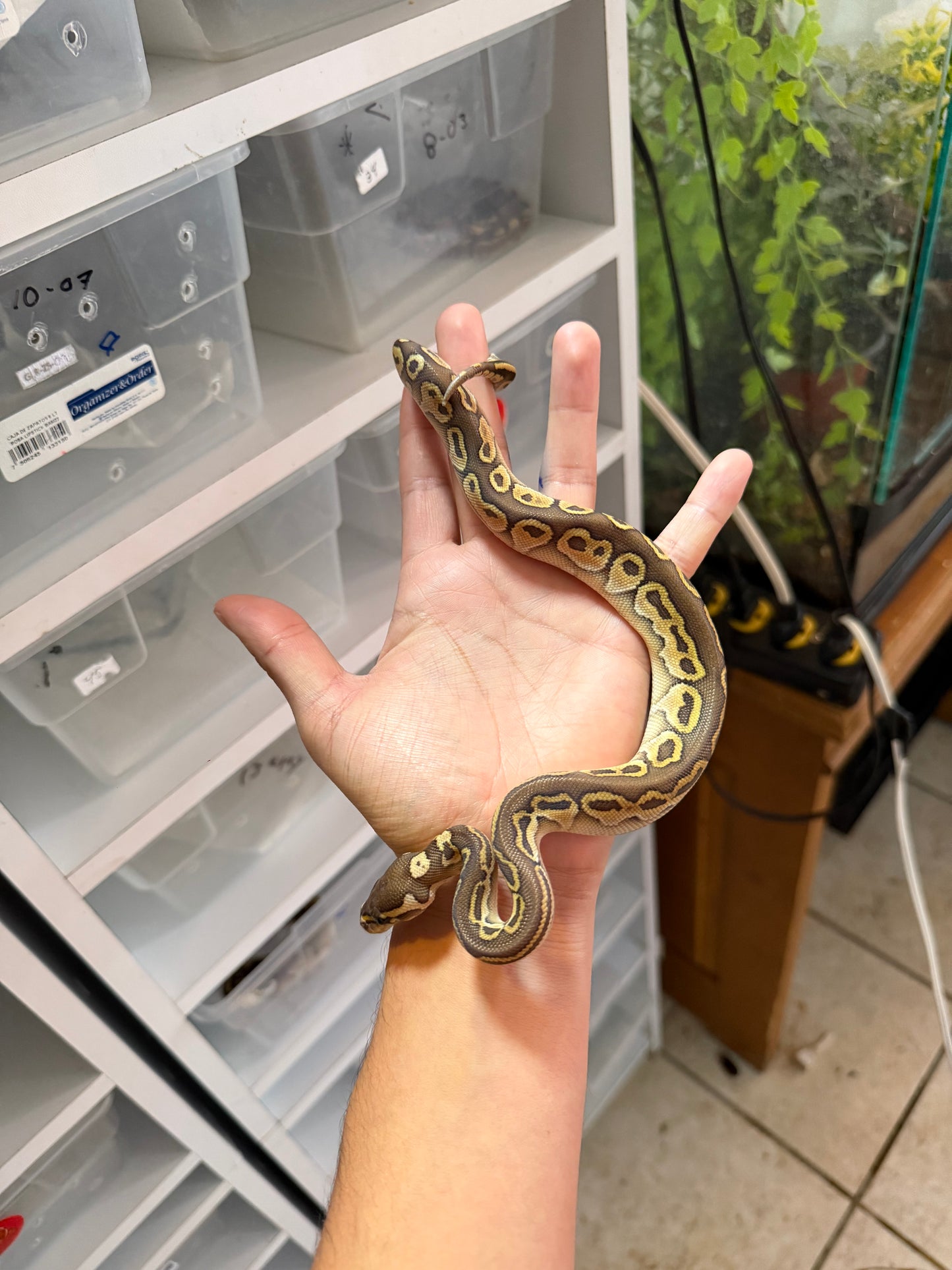 PITÓN BOLA LESSER HET AXANTHIC MACHO 4