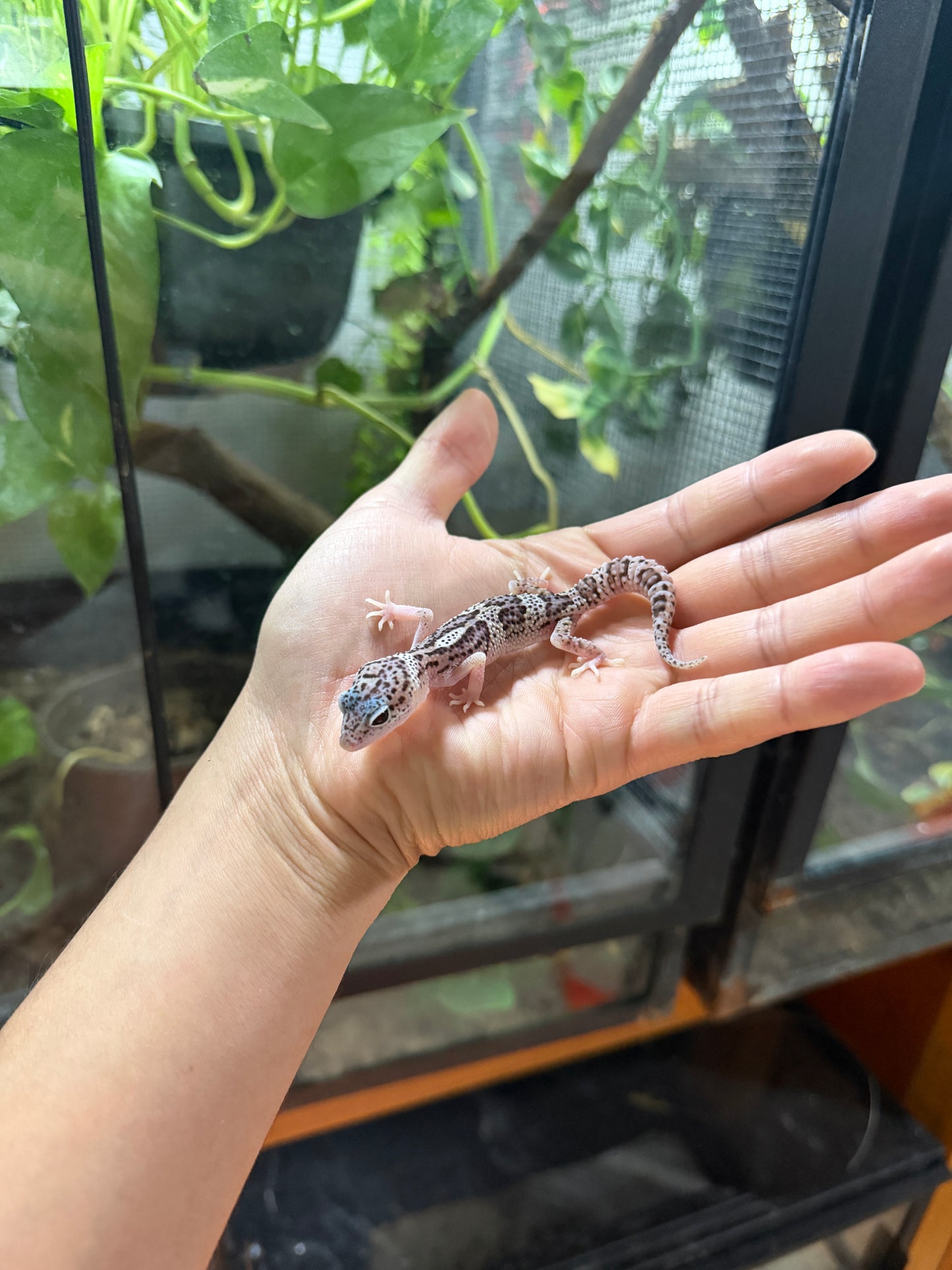 GECKO LEOPARDO MACK SNOW HET RADAR POSS HET BLIZZARD