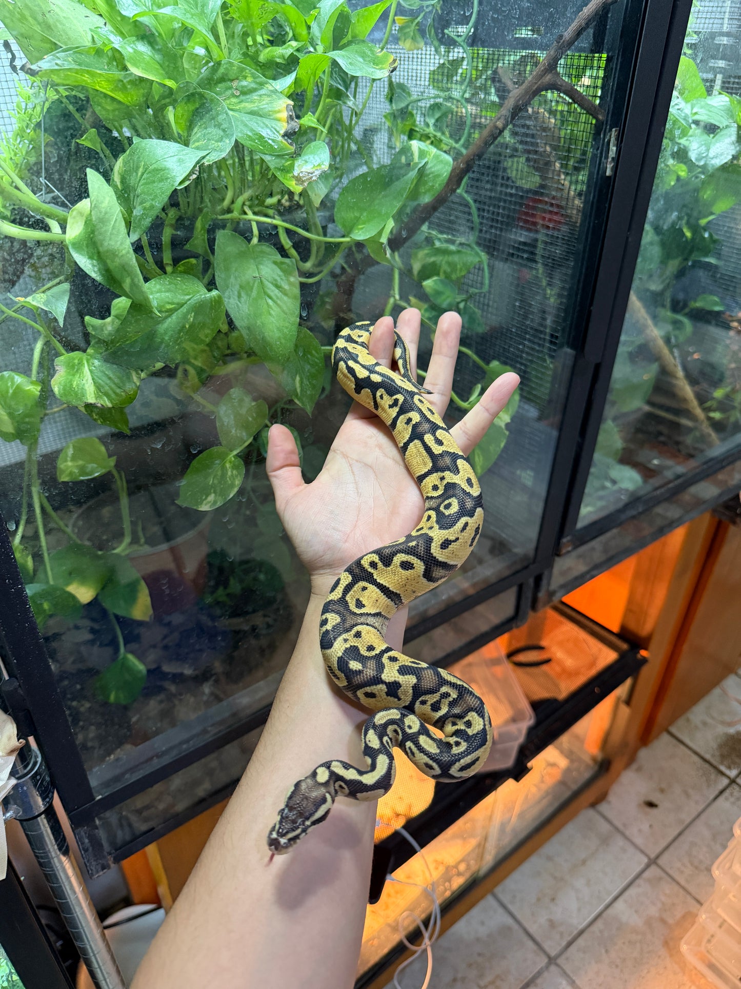 PITÓN BOLA PASTEL 66% HET PIED MACHO 10