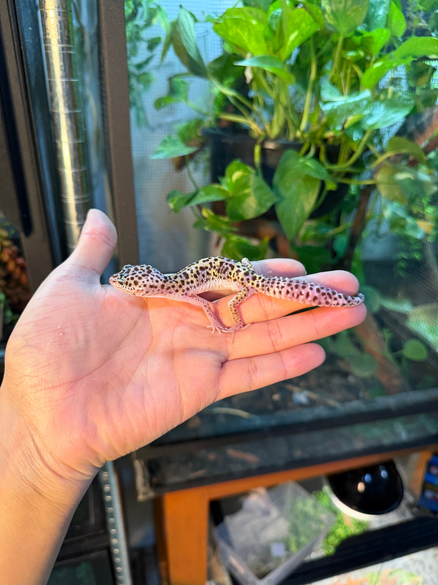 GECKO LEOPARDO MACK SNOW PH BELL/BLIZZARD 119